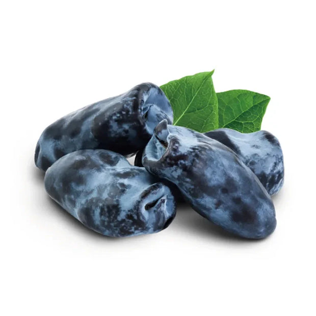 SEKKISEI Blue Tonique Clarifiant